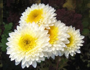 Chrysanthèmes