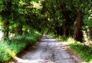 Les tilleuls bordants le Chemin du Fawetay.