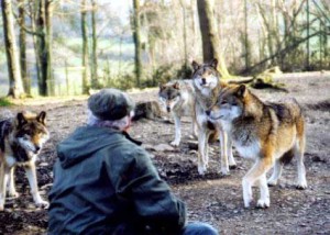 Les loups du Parc à Gibiers de La Reid (Forestia)