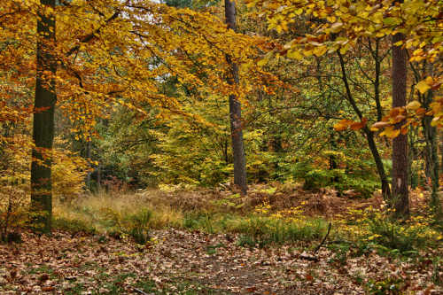 Le bois de Belle Heid (Photo @Bernard Meeus - http://bernardmeeus.wordpress.com/)