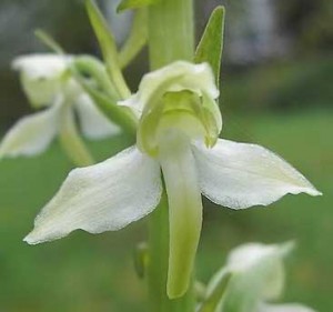 La pièce florale blanche développe un parfum intense le soir, la nuit ou quand le ciel est nuageux.