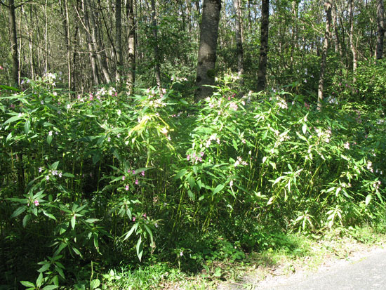 Invasion de la Balsamine de l'Himalaya en bordure de route.