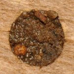 Chelostome commun des campanules - Bouchon de fermeture en  terre + petites pierres 