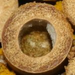Bouchon de fermeture en pâte végétale, légèrement en retrait de l’entrée du nid 