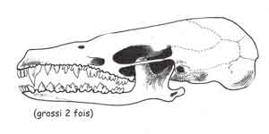 cranetaupe