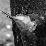 Une branche de pommier taillée en « crayon » par les castors