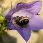 Chelostome commun des campanules -  Femelle butine une campanule