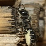 Chelostome commun des campanules -  Femelle rentre au nid avec la brosse ventrale chargée dupollen blanc des campanules