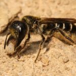 Chelostome des renoncules - Femelle transporte une petite pierre entre ses longues mandibules