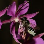 Femelle avec brosse ventrale chargée du pollen bleuâtre des épilobes en épi