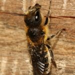 Femelle avec brosse ventrale remplie du pollen blanc des centaurées jacées