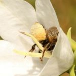 Femelle avec brosse ventrale remplie du pollen blanc des campanules