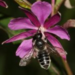 Femelle avec brosse ventrale chargée du pollen bleuâtre des épilobes en épi