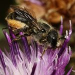 Femelle butine centaurée jacée 