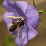 Femelle butine campanule à feuilles de pêcher