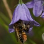 Femelle butine campanule à feuilles rondes