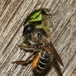 Femelle empile plusieurs morceaux de feuille d’épilobe en épi à l’entrée du nid