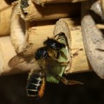 Femelle ramène un morceau de feuille de forme ronde pour le bouchon de fermeture