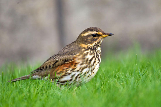 Grive mauvis (Andreas Trepte, www.photo-natur.de)