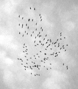 Les grues cendrées dans leur mouvement d’ascension (photo Annick Dessy - 2014)