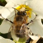 Anthophore à pattes plumeuses - Mâle