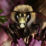 Anthophore à pattes plumeuses - Face typique du mâle