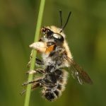 Mâle : tarses 1 blancs, élargis, avec une longue frange de poils blanchâtres à l’arrière