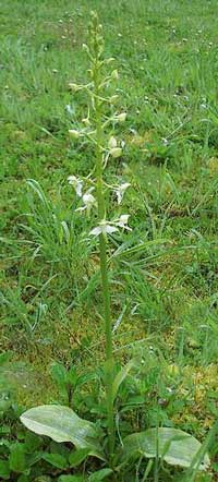 L’orchis à deux feuilles