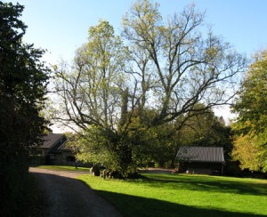 L'orme de la  cour de l’ancienne ferme de Bérinzenne.