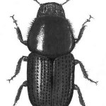 Scolytus scolytus (dimension : 5 mm)