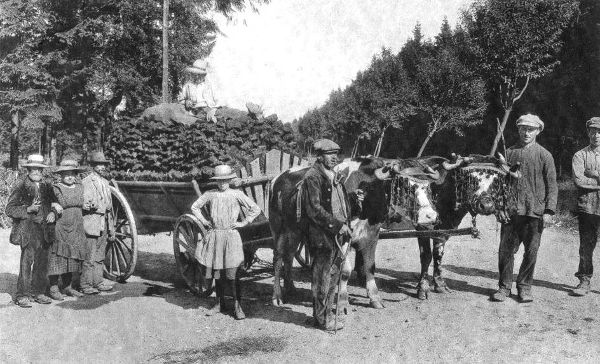 1900 : Des « troufleûrs » de retour des fagnes (extrait de « Petite histoire sartoise », M. Carmanne)