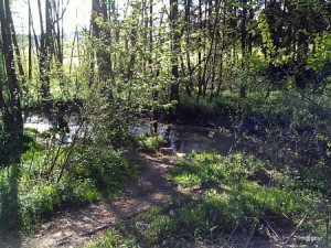 Le Wayai en amont du lac (Photo gilbert Lefin - Im@geur)