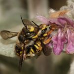 Accouplement sur épiaire laineuse