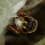 Femelle racle les poils d’une feuille d’épiaire laineuse et en fait une boule