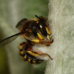 Femelle racle les poils d’une feuille d’épiaire laineuse et en fait une boule